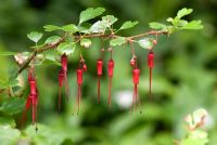 Pendulous, vivid red flowers of Ribes speciosum 