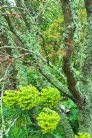 Lichen encrusted trunks of Cercis siliquastrum, the Judas tree, with lime green flowerheads of Euphorbia characias subsp wulfenii - Caervallack Farm, St Martin, Helston, Cornwall, UK