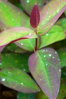 Hypericum androsaemum 'Albury Purple' with new foliage 