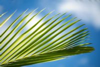 Palm tree leaf with blue sky background