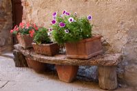 Petunia in a pot outside a old house in Tuscany, Italy