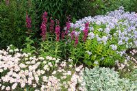 Penstemon, Campanula lactiflora 'Blue Cross' - Wakehurst Place Gardens, Sussex