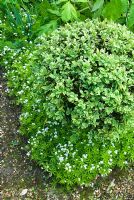 An edging of Galium odorata, sweet woodruff, below clipped box in walled herb garden 