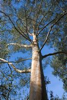 Eucalyptus archeri - Alpine Cider Gum at  the Quinta arboretum, Cheshire