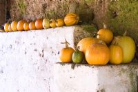 Pumpkins lined up to dry