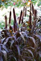 Pennisetum glaucum 'Purple Majesty'
