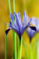 Iris reticulata 'Hercules'