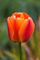 Tulipa 'Apeldoorn's Elite'