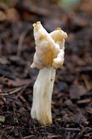 Common White Helvella - Quite common during late summer to late autumn. Habitat on pathsides in damp deciduous woods. Edible but poor taste. Nap Wood Nature Reserve, East Sussex