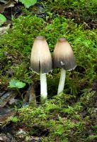 Coprinus impatiens found in leaf litter or soil in broad leaved woods - especially beech - Nap Wood Nature Reserve, East Sussex