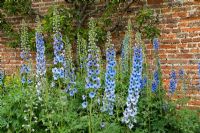 Delphiniums 'Blue Fountain' in a Norfolk garden in June.  This compact plant produces dense spikes of blue with dark eyes.