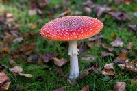 Amanita muscaria - Fly Agaric. Habitat with birch trees, common and poisonous