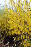 A group of Salix shrubs in this golden colour form a backcloth to some of the very best Cornus plants in South East, England - Broadview Gardens, Hadlow College, Kent