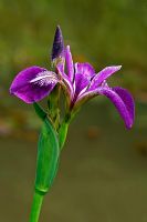 Iris sibirica - Enjoys a location on the margins of lake or pond, but dislikes water-logging