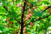 Ribes rubrum 'Versailles Blanc' - Redcurrants