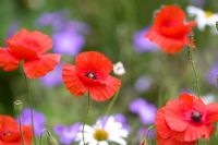 Papaver rhoeas - Field poppies and ox-eye daisies