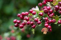 Crataegus monogyna - Hawthorn berries 