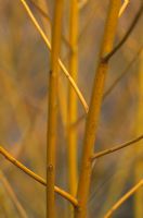 Stems of Salix alba 'Golden Ness' in winter