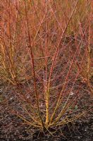 Salix alba subsp. vitellina 'Yelverton' - Stems in winter