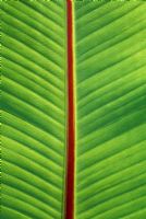 Tropical Banana leaf 