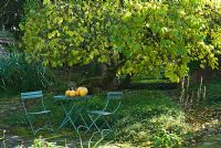 Chairs and table with pumpkins below old spreading mulberry tree, Morus nigra, in cobbled courtyard with self seeded wall daisy, Erigeron karvinskianus, Astelia chathamica and other perennials - Hidden Valley Nursery, Old South Heale, High Bickington, north Devon, UK