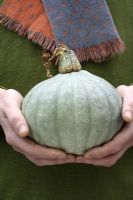 Man holding pumpkin 'Crown Prince'