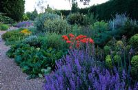 The dry Gravel Garden in late spring at Beth Chatto's Garden, Essex. Mixed planting of perennials and shrubs including Nepeta, Bergenia, Papaver, Euphorbia, Nectaroscordum, Genista and Buddleja alternifolia