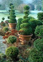 Frosty garden with pots of topiary and Sedum spectabile flowerheads - Woodpeckers, Warwickshire NGS