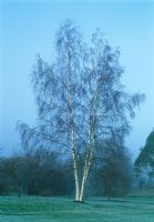 Betula utilis var. jaquemontii - West Himalayan birch - Woodpeckers, Warwickshire NGS
