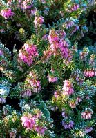 Erica carnea covered in frost - Woodpeckers, Warwickshire NGS