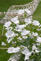 Lavatera 'Mont Blanc' and white wirework seat, Arley Hall and Gardens, Cheshire