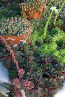 Flowering Sempervivums of mixed varities in a stone trough