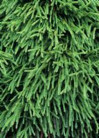 Cryptomeria japonica 'Lobbii Nana' - Japanese Cedar