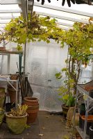 Grape vine in a greenhouse insulated from the cold with bubble wrap