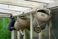 Three vintage watering cans hanging in a greenhouse