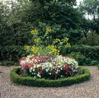 Cassia corymbosa in a circular bed with Nicotiana - Myddelton House gardens, London