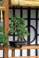 Bonsai pine on timber ledge of japanese style tea house.