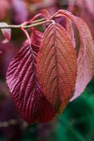 Viburnum plicatum 'Lanarth' in Autumn