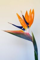 Strelitzia - Bird of Paradise