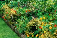 Narrow border edging vegetable patch with Lonicera 'Baggesen's Gold', chives, Nasturtiums and dark leaved Dahlias - Yews Farm, East Street, Martock, Somerset