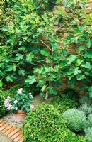 Ficus carica 'Brown Turkey' in walled garden by beds edged with Hedera 'Ivalace' and containing clipped Santonlina - The Mill House, Netherbury, Dorset