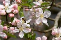 Malus - Bee on blossom