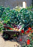 Wheelbarrow loaded with freshly picked produce. Chard 'Bright Lights', Beetroot 'Bolthardy', Runner Beans 'White Lady', Onions 'Radar' and 'New Fen Globe', Sweetcorn, Red Cabbage, Celery. Behind Brussel Sprouts and Dahlia 'Bishop of Llandaff' in front - The walled garden at Haddon Lake House