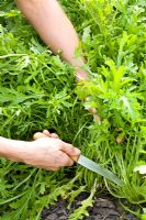 Harvesting Eruca sativa 'Runway' with a knife