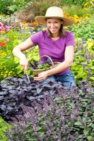 Woman collecting herbs - Ocimum basilicum 'Chianti' and Ocimum basilicum 'Cino' 