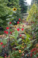 Hot border with Dahlias, Salvias and Heleniums at Astley Towne House, Worcestershire