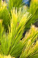 Pinus radiata 'Aurea'