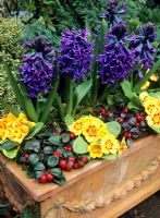 Bold colours for the spring in a weathered terracotta trough. Blue hyacinths with primroses and Gaultheria procumbens