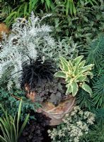 Monochrome planting in a terracotta pot softened with limewash. Centaurea cineraria with Ophiopogon nigrescens, Brachyglottis 'Drysdale', Heuchera 'Pewter Veil' and Scrophularia auriculata 'Variegata' 