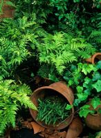 Ferns growing in a shady corner in terracotta pots including sensitive fern, Onoclea sensibilis in the centre and Blechnum penna-marina in the pot on its side